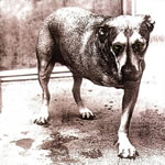 Partituras de musicas do álbum Alice in Chains de Alice in Chains